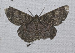 Amblychia subrubida