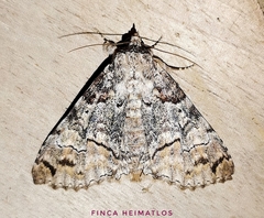 Stibaera