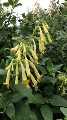 Magnoliopsida