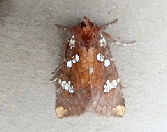 Papaipema marginidens