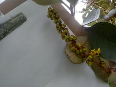 Byrsonima crassifolia