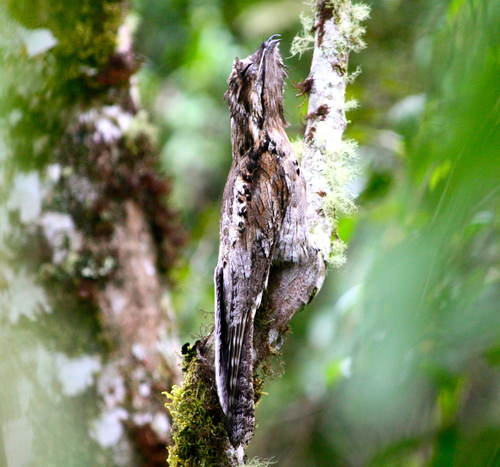 Nyctibius griseus