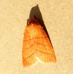 Pyreferra hesperidago