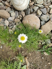 Anthemideae