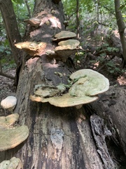 Trametes elegans