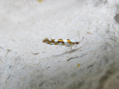 Argyresthia calliphanes