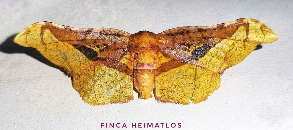 Belonoptera selenioides