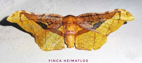 Belonoptera selenioides