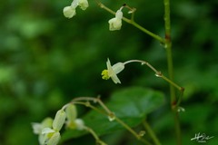Begonia uruapensis