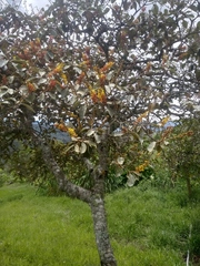 Byrsonima crassifolia