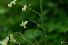 Begonia uruapensis