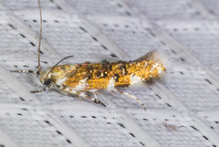 Stagmatophora iridella
