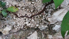 Coniophanes schmidti