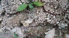 Coniophanes schmidti