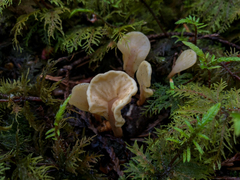 Cudoniaceae