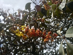 Byrsonima crassifolia