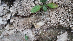 Coniophanes schmidti