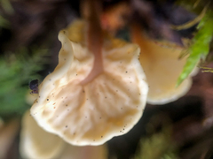 Cudoniaceae