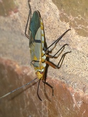 Dysdercus nigrofasciatus