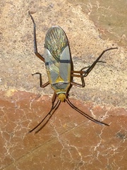 Dysdercus nigrofasciatus