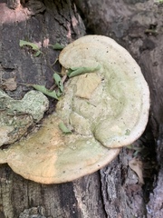 Trametes elegans