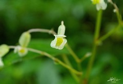 Begonia uruapensis