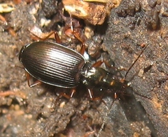 Platynina