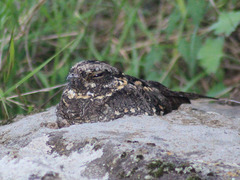 Caprimulgus poliocephalus