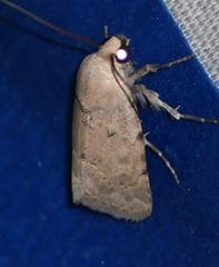 Leucocnemis perfundis