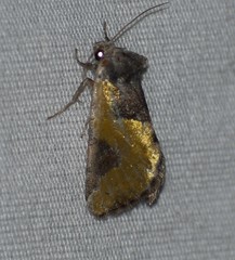 Chalcopasta fulgens