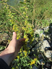 Solidago lancifolia