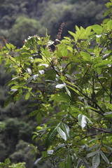 Weinmannia spruceana