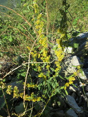 Solidago lancifolia