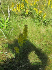 Solidago lancifolia