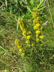 Solidago lancifolia