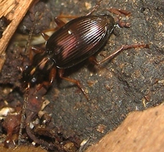 Platynina