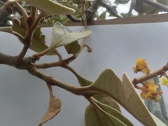 Byrsonima crassifolia