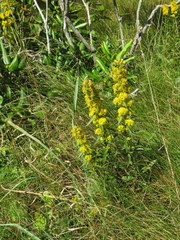 Solidago lancifolia