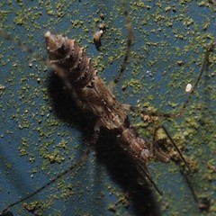 Empicoris errabundus