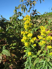 Solidago lancifolia