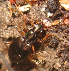 Platynina