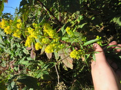 Solidago lancifolia