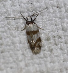 Isomoralla gephyrota