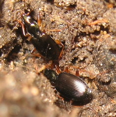 Platynina