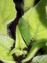 Xerophloea