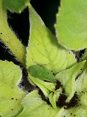Xerophloea