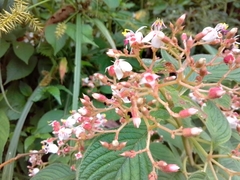 Heterocentron glandulosum