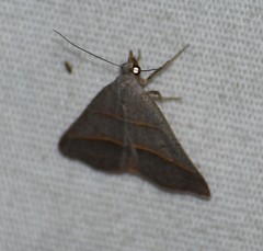 Hemeroplanis parallela