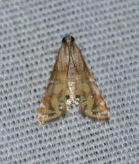 Petrophila daemonalis