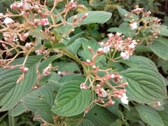 Heterocentron glandulosum